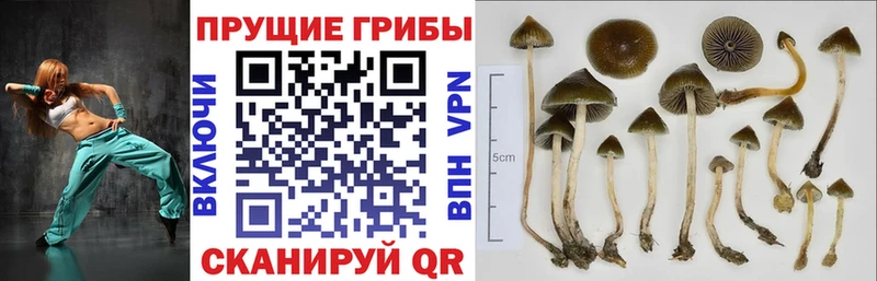 даркнет сайт  Урай  Псилоцибиновые грибы прущие грибы 